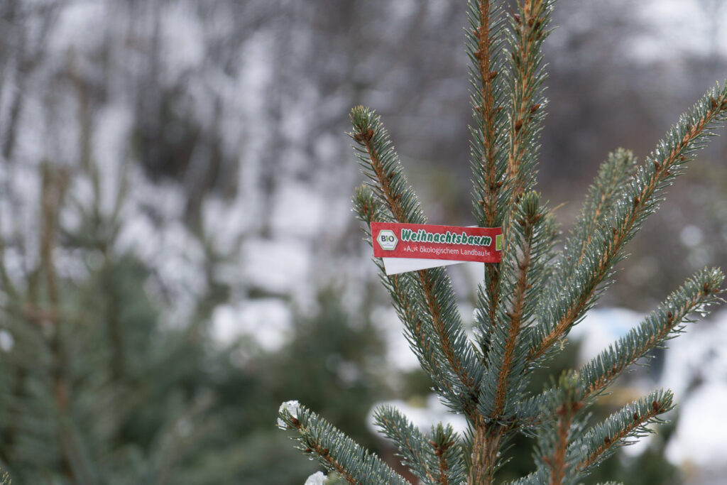 Bild vom Weihnachtsbaumverkauf Biobaum im Schnee